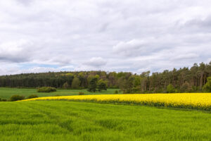 Eifelfr&uuml;hling