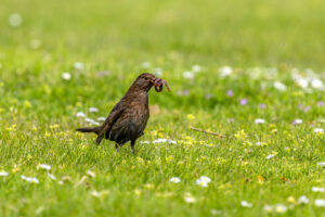 Frau Amsel sammelt f&uuml;r den Nachwuchs
