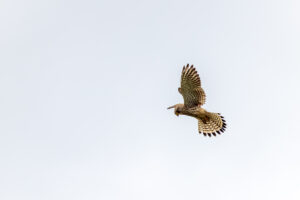 Turmfalke - weiblich