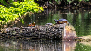 Ausgesetzte Schildkr&ouml;ten im Schlossweiher