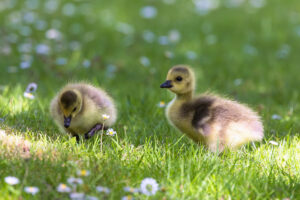 Kanadagansk&uuml;ken