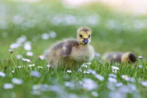 Kanadagansk&uuml;ken