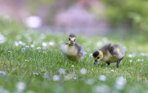 Kanadagansk&uuml;ken