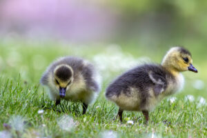 Kanadagansk&uuml;ken