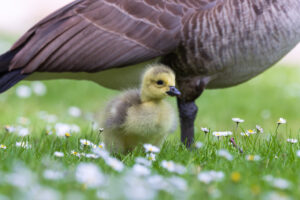 Kanadagansk&uuml;ken