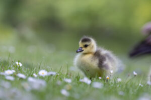 Kanadagansk&uuml;ken