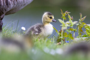 Kanadagansk&uuml;ken