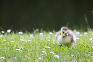 Kanadagansk&uuml;ken