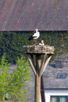 Wei&szlig;st&ouml;rche