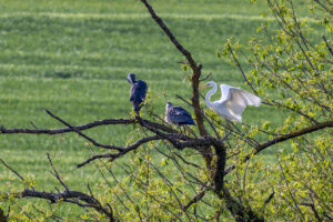 Silberreiher trifft Graureiher