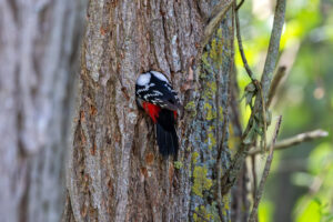Buntspecht - weiblich