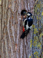 Buntspecht - weiblich