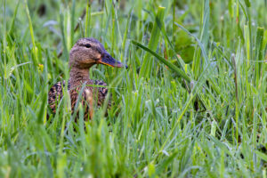 Stockente - weiblich