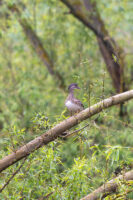 Mandarinente - weiblich