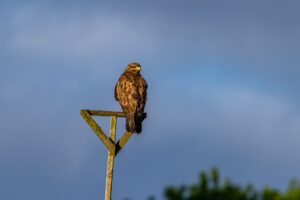 M&auml;usebussard in der fr&uuml;hen Morgensonne