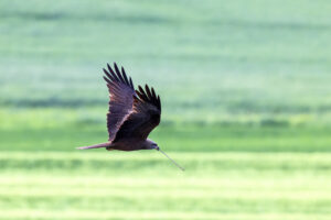 Schwarzmilan mit Nistmaterial