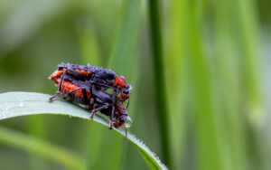 Gemeine Weichk&auml;fer bei der Paarung