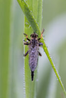 Gemeiner Strauchdieb aus der Gattung der Raubfliegen