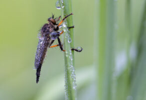 Gemeiner Strauchdieb aus der Gattung der Raubfliegen