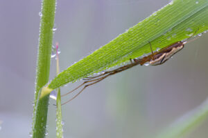 Gemeine Streckerspinne