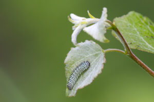 Larve einer Eichenblattwespe