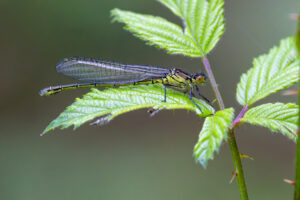 Gro&szlig;es Granatauge - weiblich