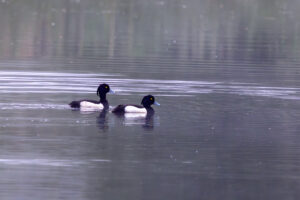 Reiherentenm&auml;nnchen