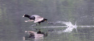 Bl&auml;sshuhn - ich bin dann mal weg