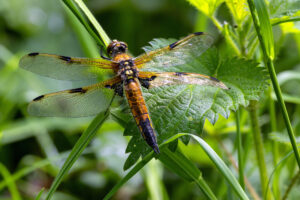 Frisch geschl&uuml;pfter Vierfleck mit lediertem Fl&uuml;gel