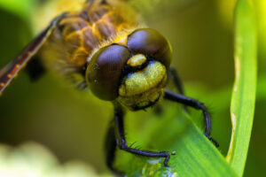 Portrait eines Vierflecks