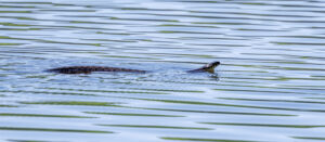 Ringelnatter (leider weit weg und stark beschnitten)