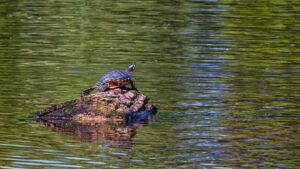 Ausgesetzte Schildkr&ouml;te