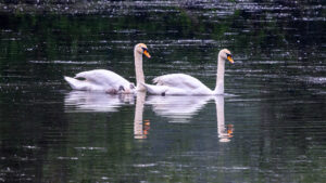 H&ouml;ckerschwanpaar mit Nachwuchs