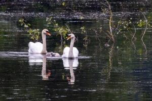 H&ouml;ckerschwanpaar mit Nachwuchs