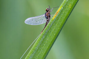 Eintagsfliege - nicht n&auml;her bestimmt