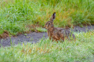 Feldhase