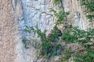 Junge Uhus im Steinbruch Weilberg