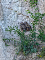 Junge Uhus im Steinbruch Weilberg