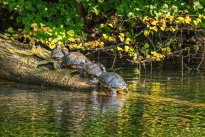 Ausgesetzte Schmuckschildkr&ouml;ten