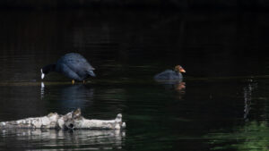 Bl&auml;sshuhn mit Punker-K&uuml;ken ;-)