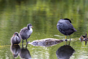 Bl&auml;sshuhn mit Jungtieren