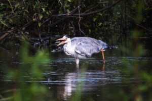 Graureiher mit kleiner Beute