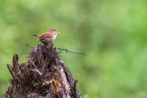 Zaunk&ouml;nig singt was die Stimme hergibt