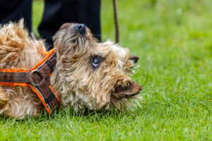 2024-05-FCa-111-Cairn-Terrier Cairn Terrier