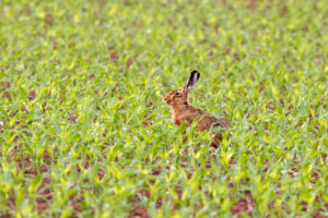 Feldhase