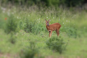 Reh in sehr weiter Ferne - ein Dokubild