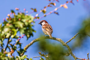 Haussperling - m&auml;nnlich
