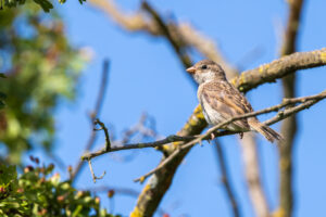 Haussperling - Jungtier