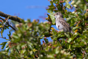 Haussperling - Jungtier