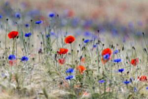 Kornfeld mit Klatschmohn und Kornblumen